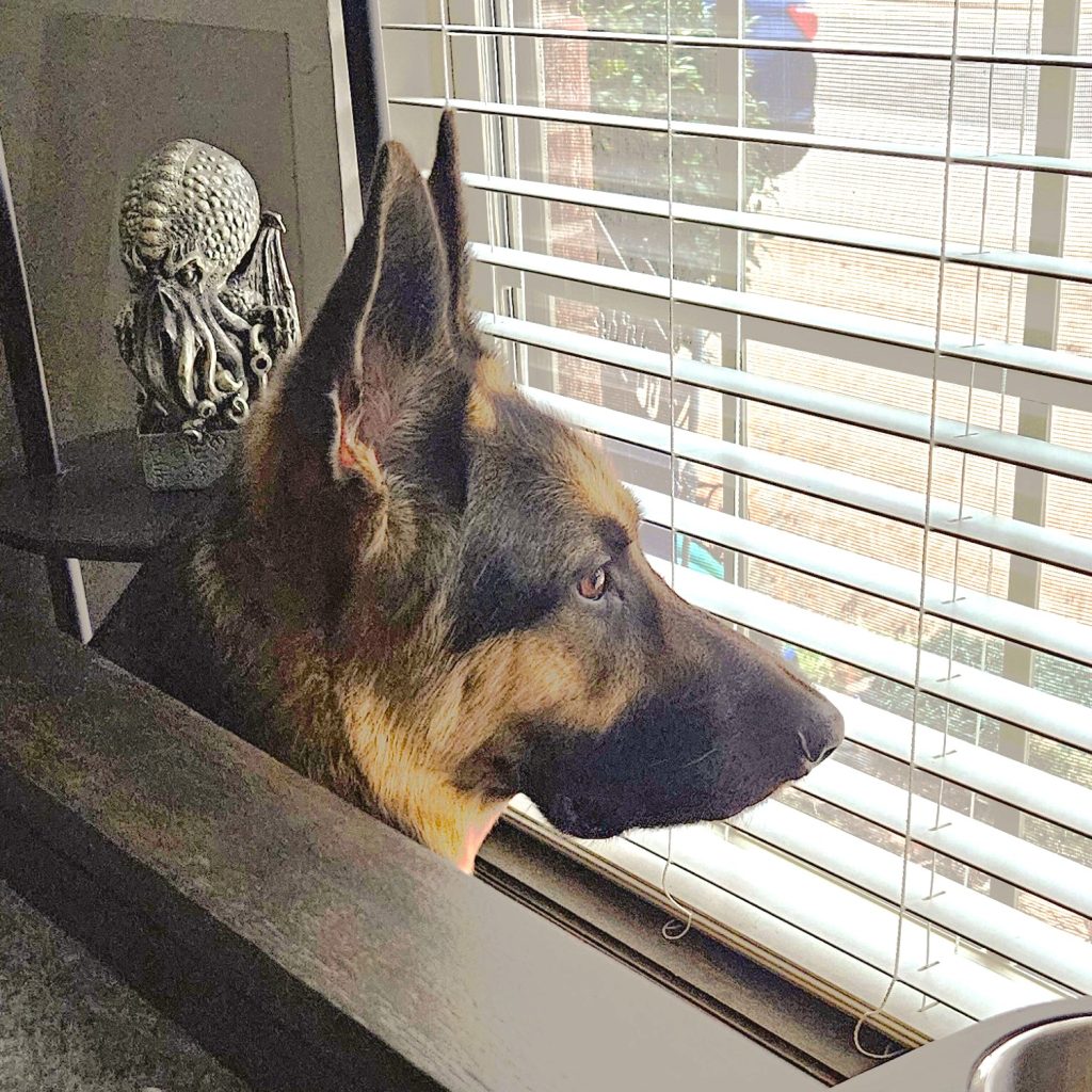 My German Shepherd dog, Wrigley, looking out the game room window, on guard for any squirrels in the tree or dogs walking down the street.